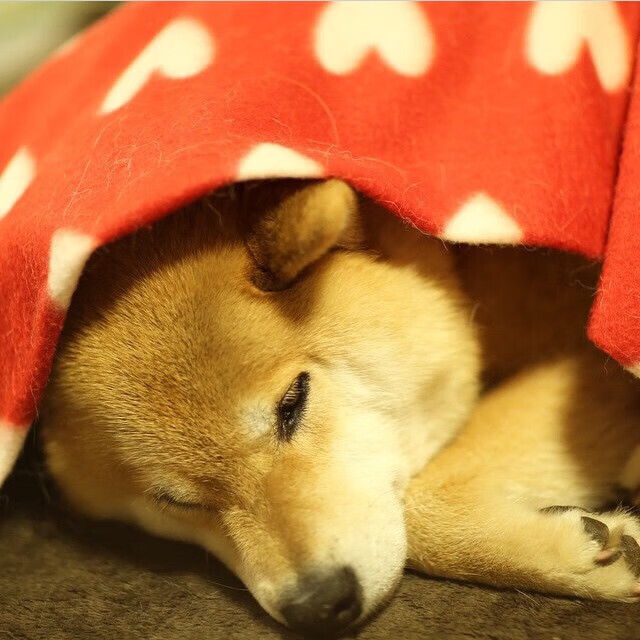 B体育-美国队未来发展策略：如何将青训与国际赛事相结合，美国队优势项目