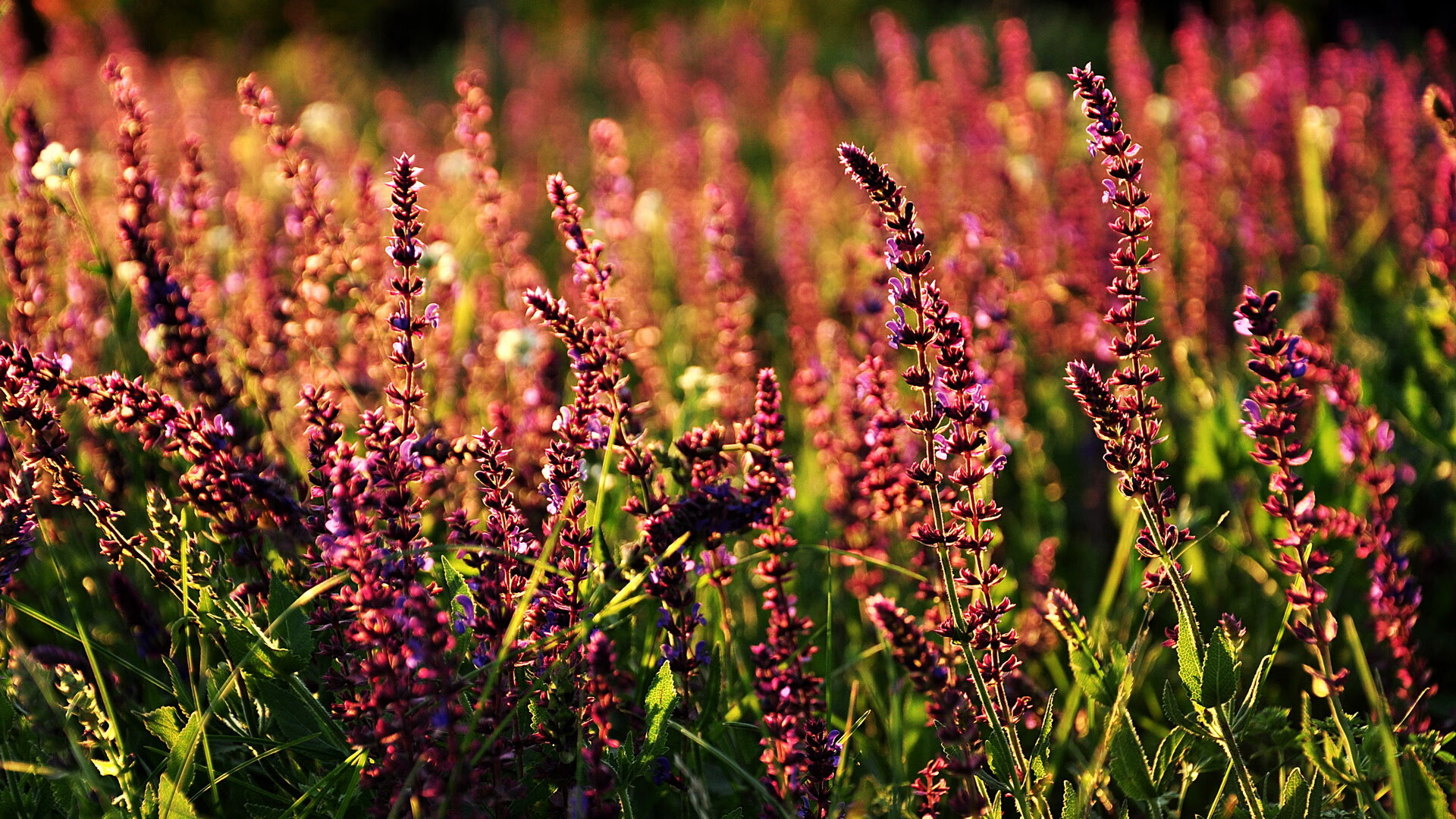 B体育在线登录入口-法甲顶级对抗：攻势猛烈战线拉长，法甲水平如何