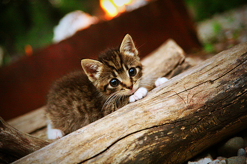 B体育网页版登录-蛙泳比赛南非男将突破自我，全国男子蛙泳冠军